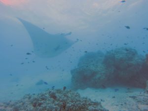 Scuba Diving with Manta Rays in Tahiti